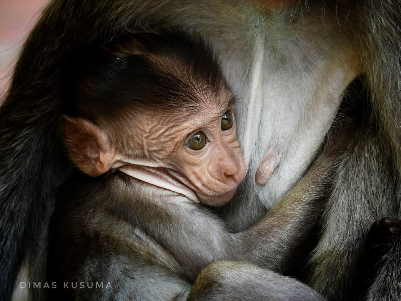 Monyet Ekor Panjang (Macaca fascicularis)