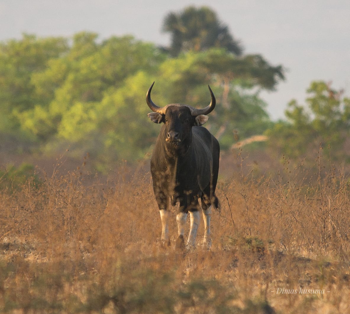 Banteng Jawa (Bos javanicus)