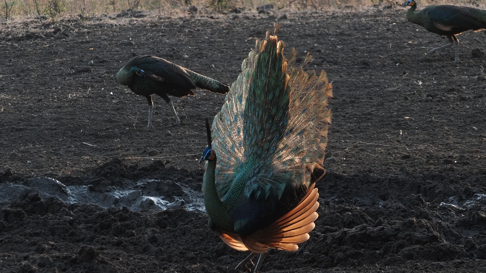 Merak Hijau (Pavo muticus)