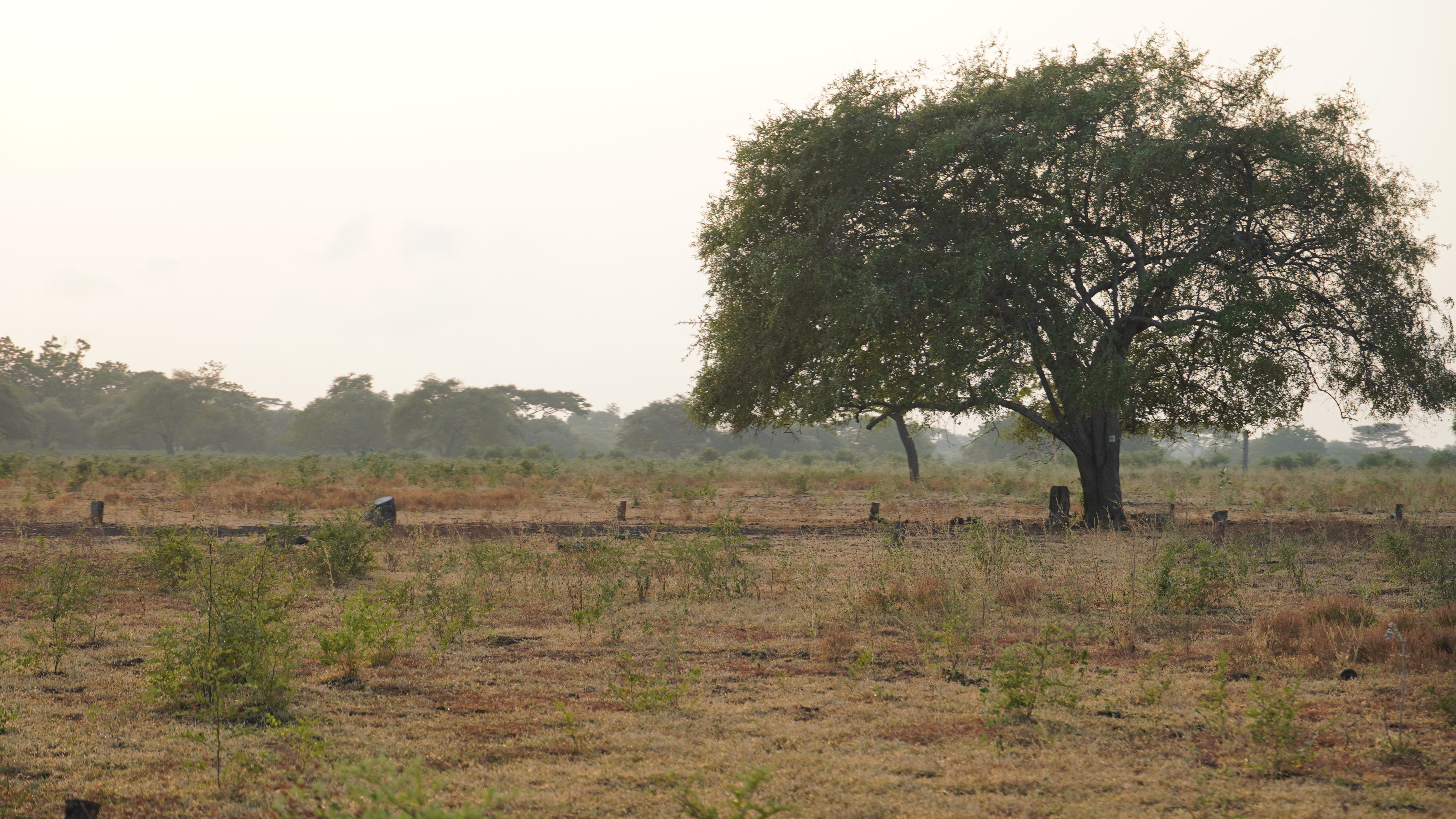 Savana Bekol
